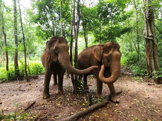 Mondulkiri Elephant Experience