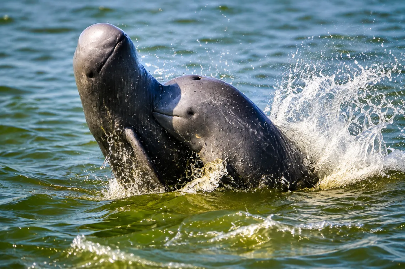 Kratie Dolphin Experience